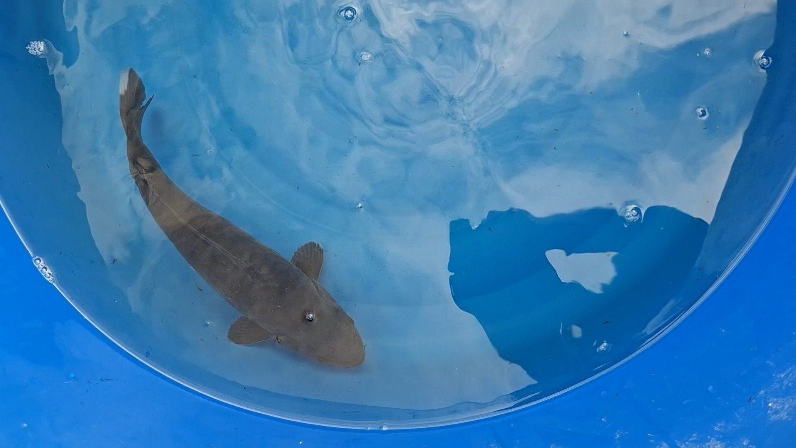 Japanse koi black Aragoke, Karper of Koi
