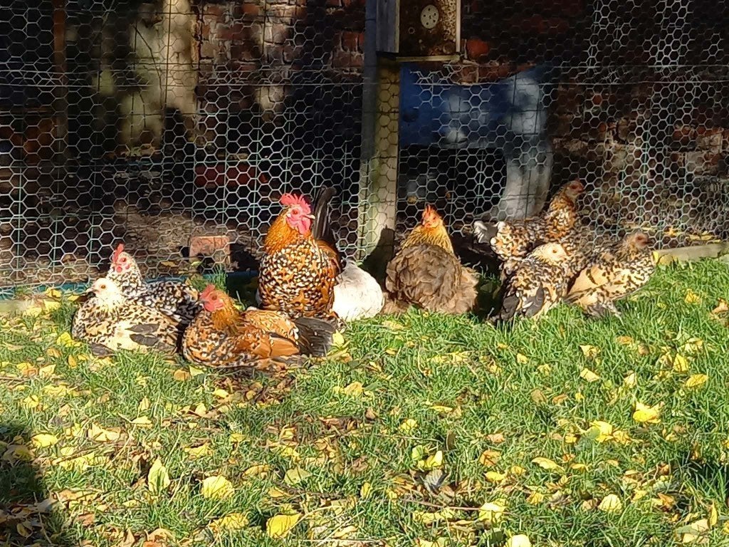 Sabelpootkriel, Dieren en Toebehoren, Meerdere dieren, Kip