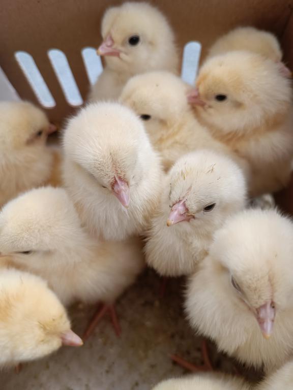 poussins a commander 7 rasses traditionelle pour 23 juin, Plusieurs animaux, Poule ou poulet