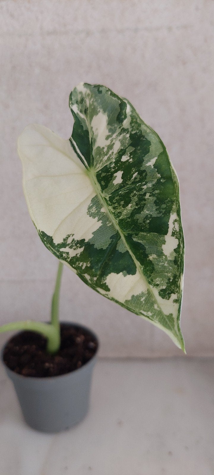 Alocasia Frydek Variegata, Enlèvement