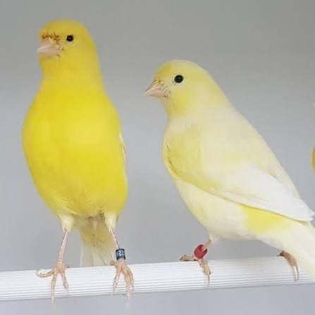 Kanaries, Dieren en Toebehoren, Geslacht onbekend, Kleurkanarie