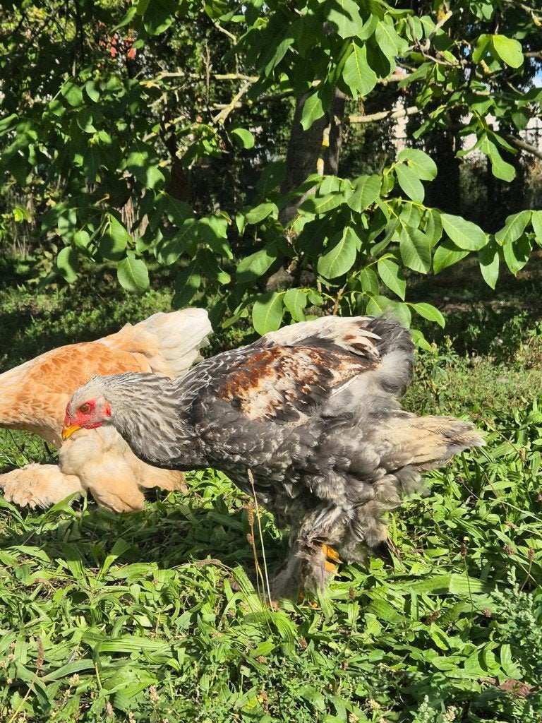 Brahma haan van juli 2026, Dieren en Toebehoren, Mannelijk, Kip