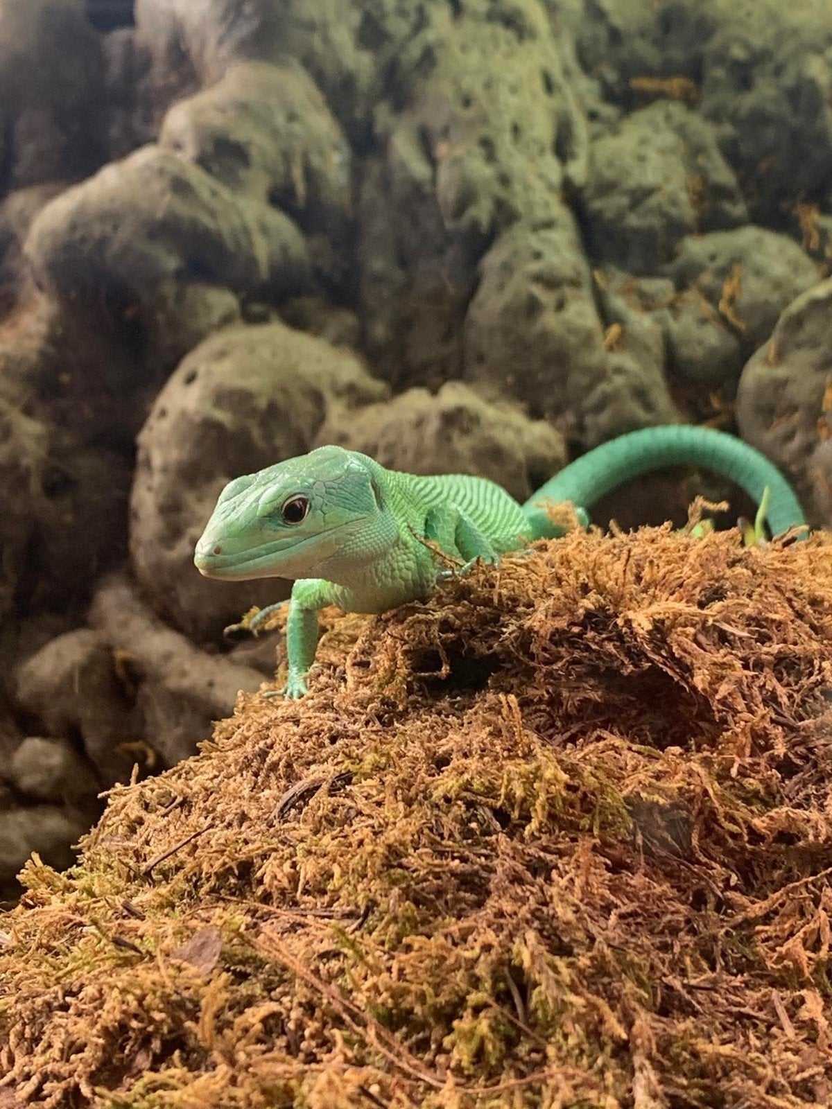 Gastropholis Prasina, Dieren en Toebehoren, Hagedis, 0 tot 2 jaar