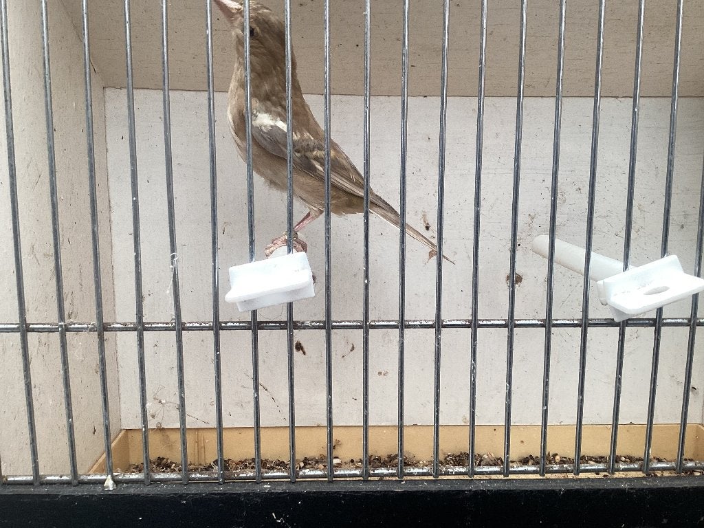 Botvinkpop bruin pastel, Dieren en Toebehoren, Vrouwelijk, Wildzangvogel, Geringd