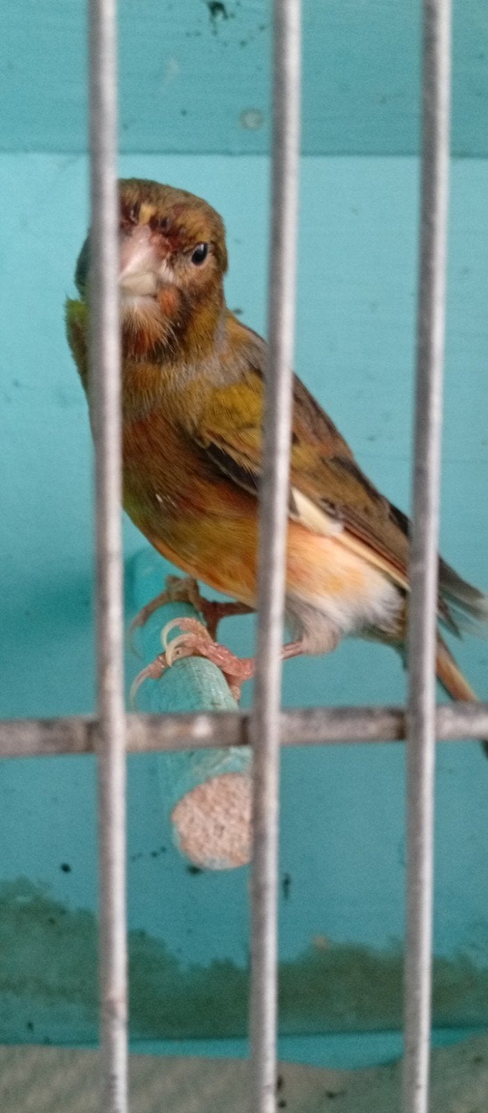 Canaris arlequin, mâle 2026, Animaux & Accessoires, Mâle, Canari chanteur