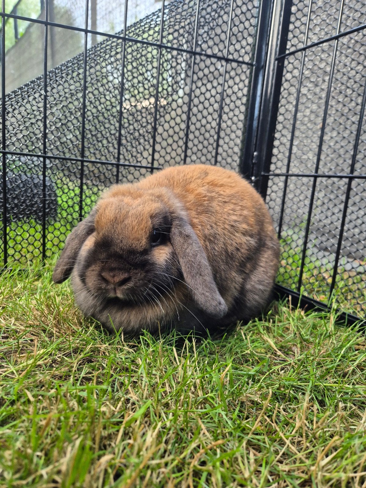 Nederlandse hangoordwerg voedster, Dieren en Toebehoren, Konijnen