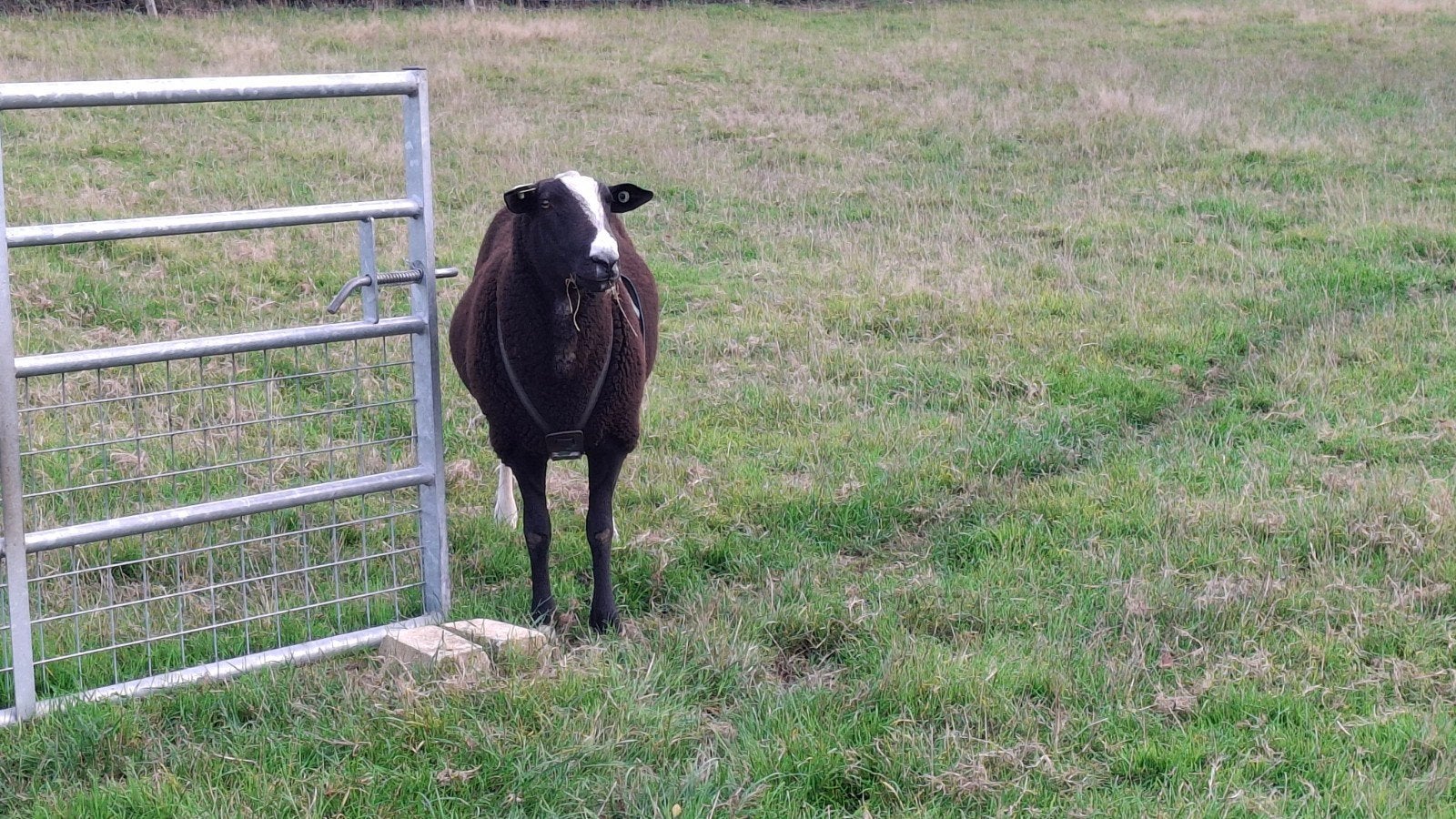 Zwartbles ram, Mannelijk, Schaap, 0 tot 2 jaar