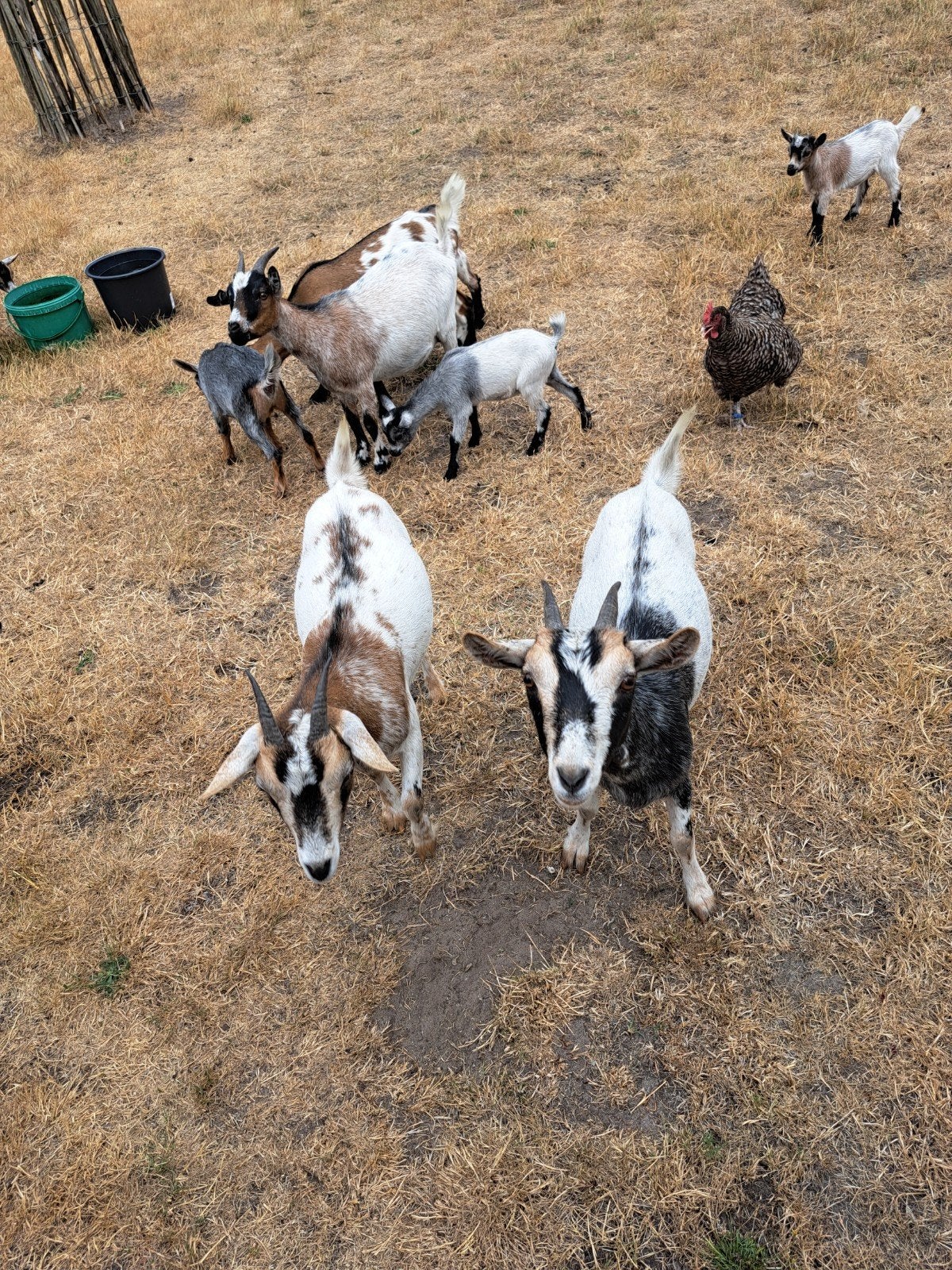dwerggeiten te koop en lammetjes, Dieren en Toebehoren, Geit