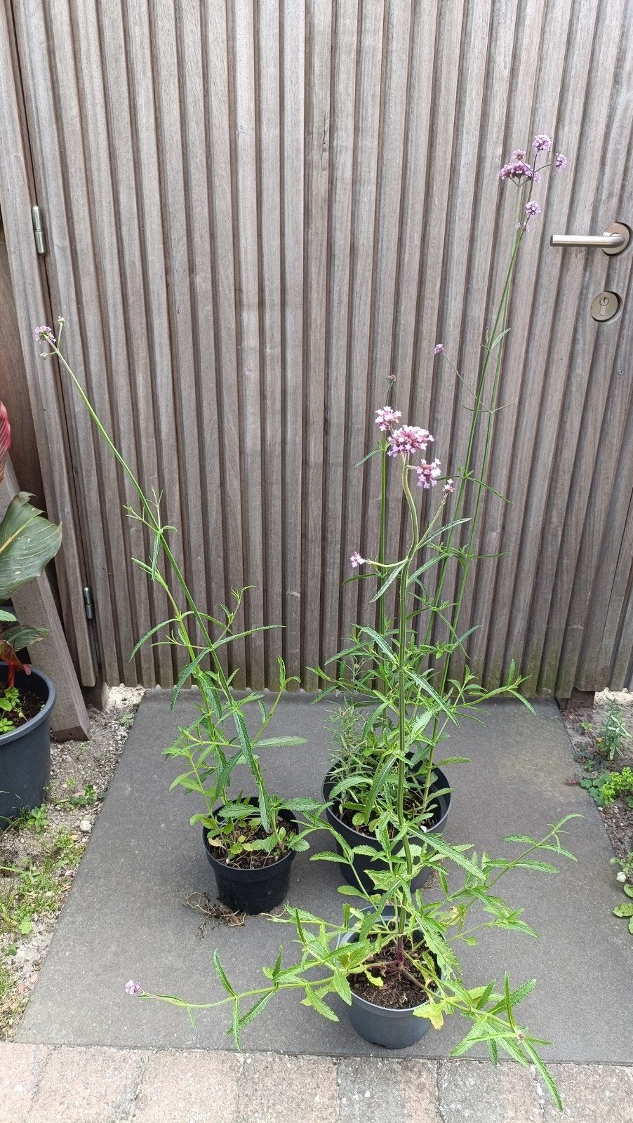 3 grote potten verbena bonariensis ,bijen/vlinderplant, Jardin & Terrasse, Plantes | Jardin, Plante fixe, Autres espèces, Plein soleil
