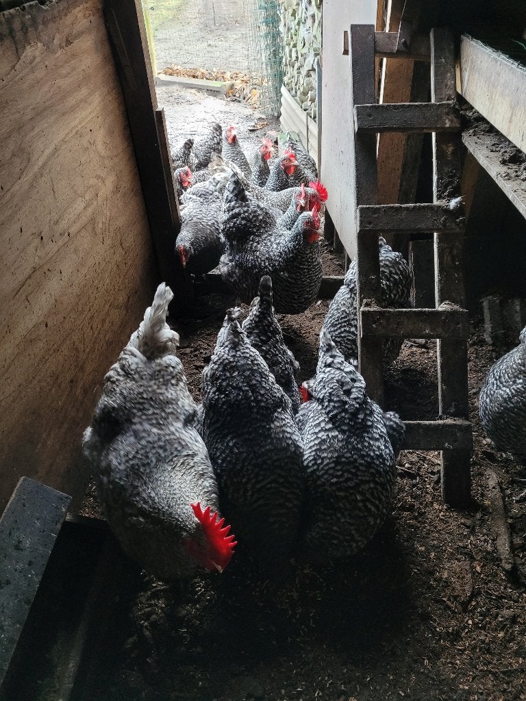 Broedeieren Mechelse koekoek, Dieren en Toebehoren, Pluimvee