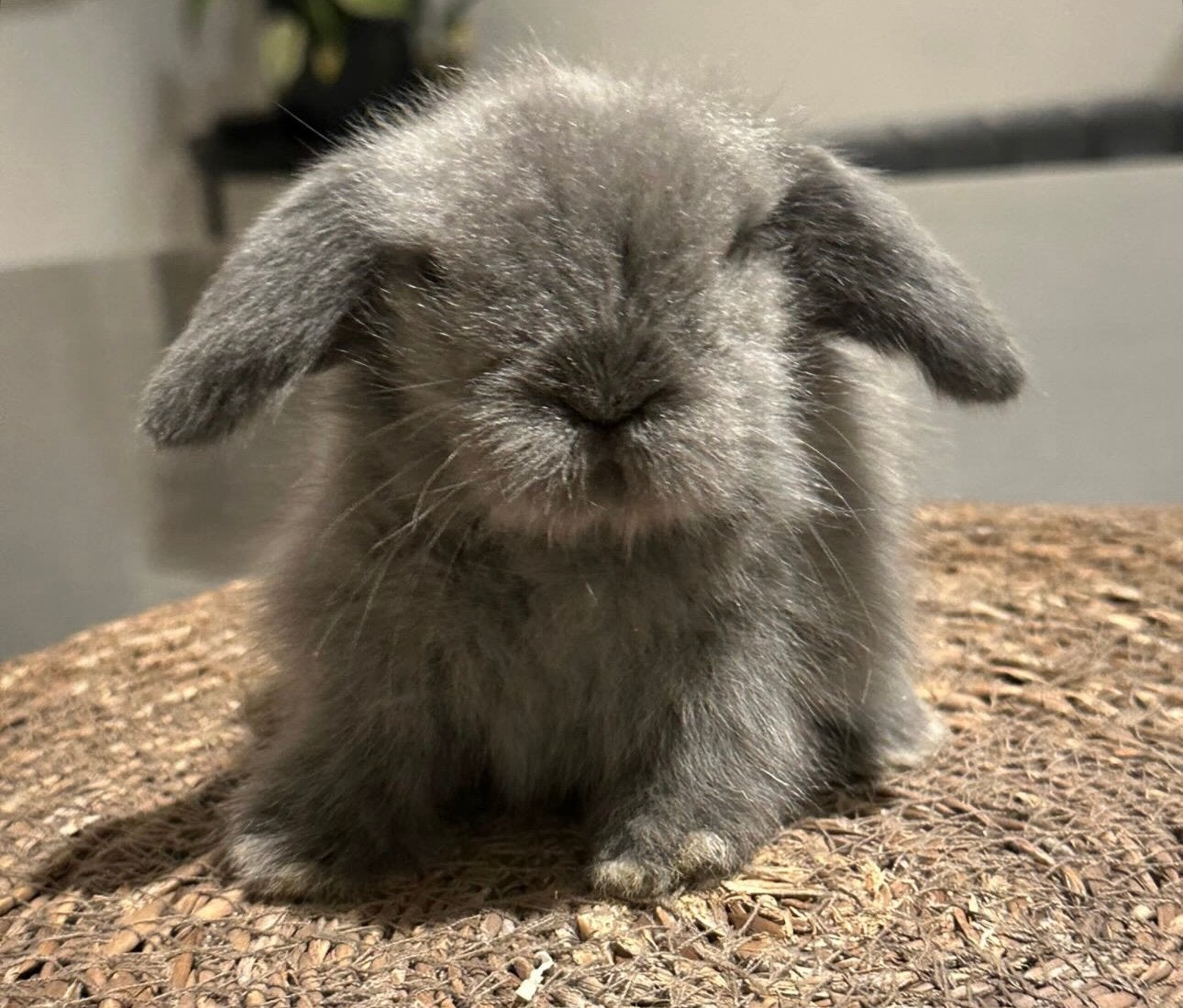 Mini lionlop voedstertje, Dieren en Toebehoren