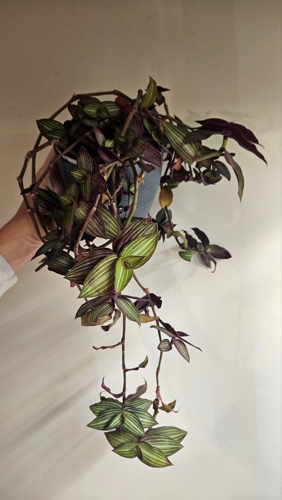 Callisia gentlei, Maison & Meubles, Plante à fleurs, Enlèvement ou Envoi, Plein soleil
