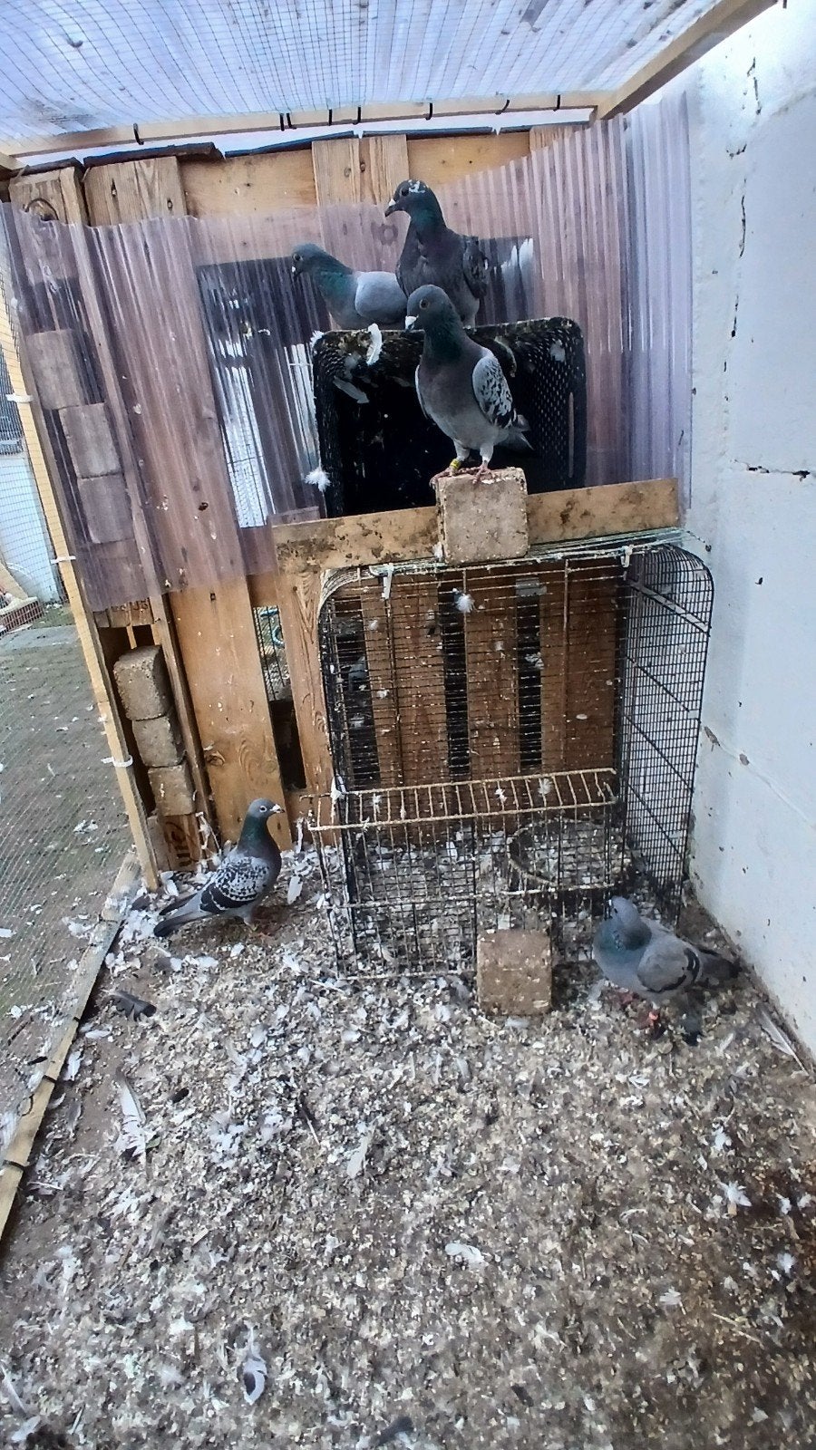postduiven, Dieren en Toebehoren