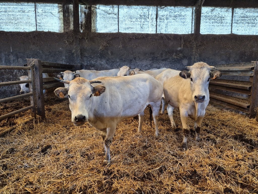 runderen, Dieren en Toebehoren, Vrouwelijk, 0 tot 2 jaar