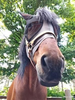 Paard, Dieren en Toebehoren, Ruin, Zadelmak