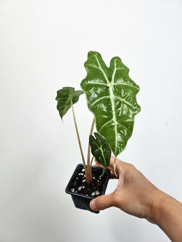 Alocasia Polly #2, Maison & Meubles, Plantes d'intérieur, Autres espèces, Moins de 100 cm, Plante verte, Ombre partielle, En pot
