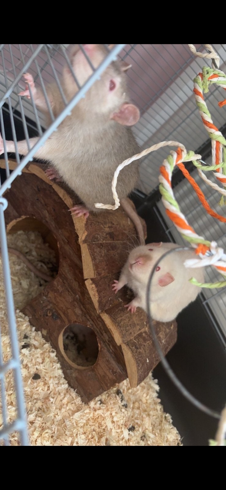 Tamme ratten te koop, Animaux & Accessoires, Rat, Mâle, Mars, Domestique