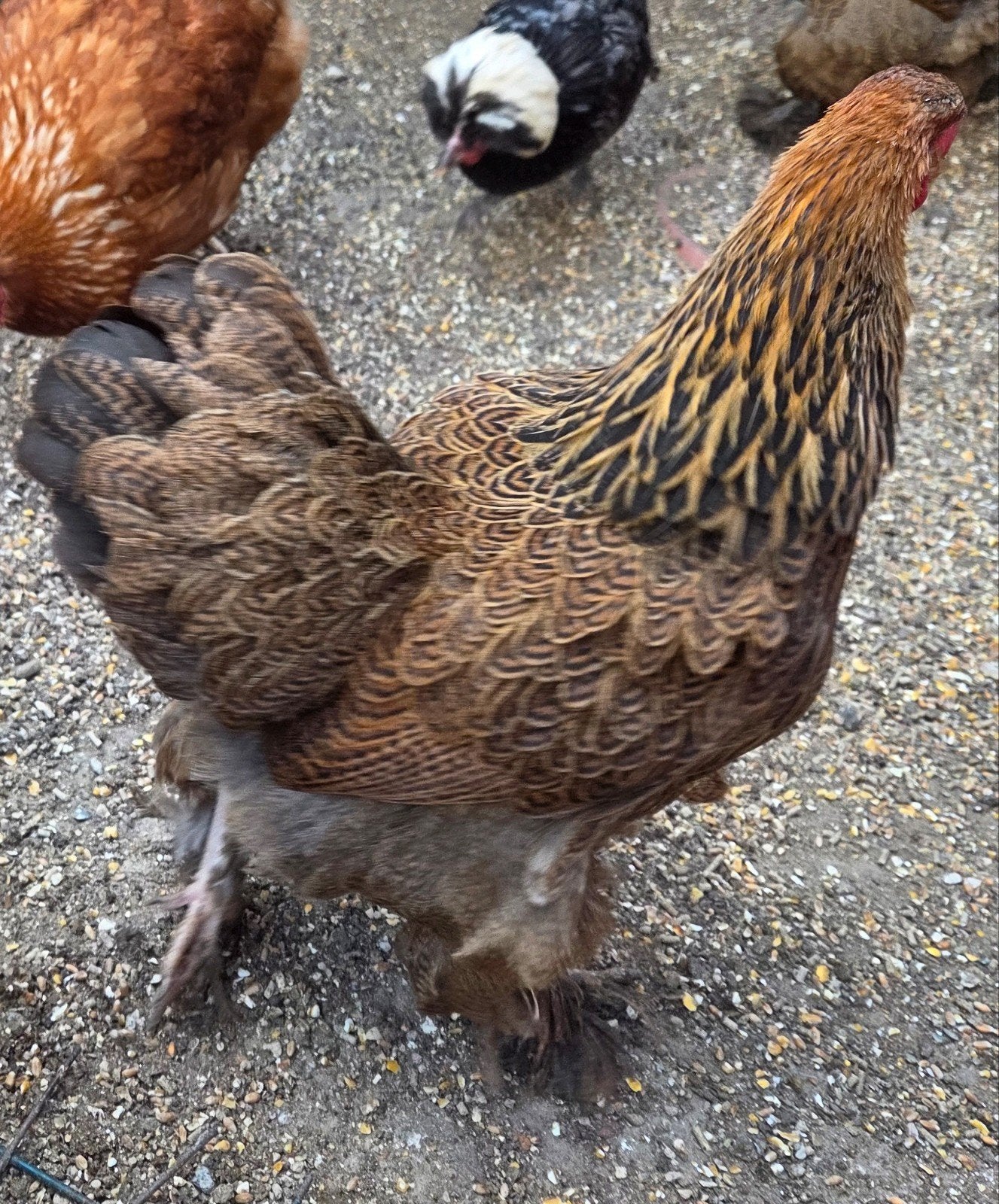 2 hennen brahma kriel (kleine versie) goudzwartgezoomd, Dieren en Toebehoren, Pluimvee