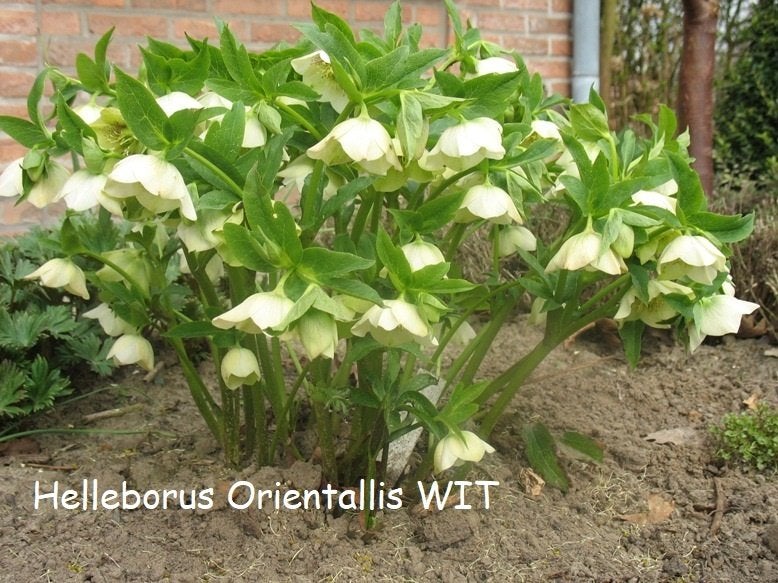 Helleborus Orientalis , prachtige winterbloeier., Ophalen, Winter, Vaste plant, Halfschaduw