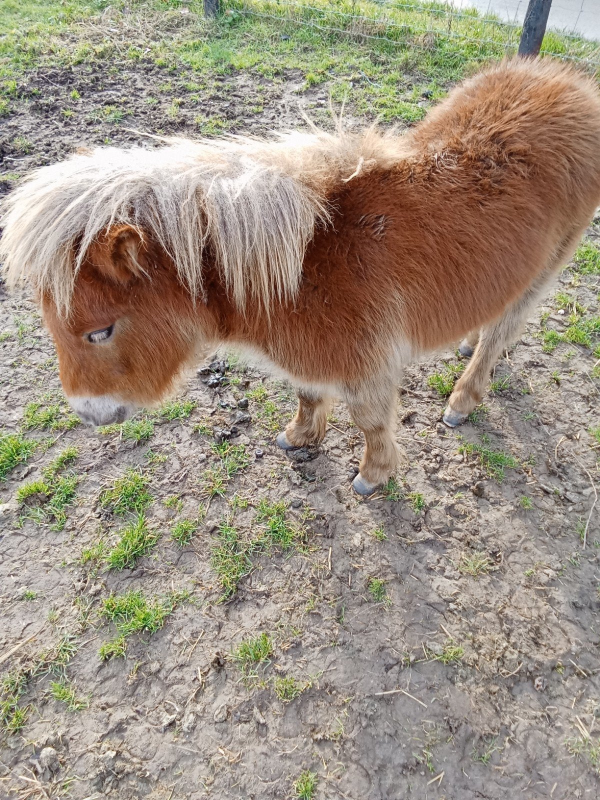 Pony  hengst, Dieren en Toebehoren