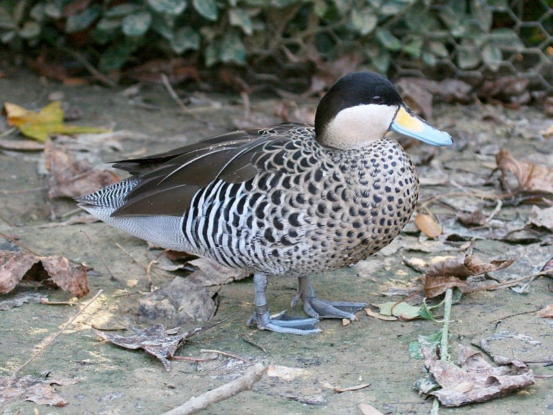 Versicolortalingen, Meerdere dieren, Eend