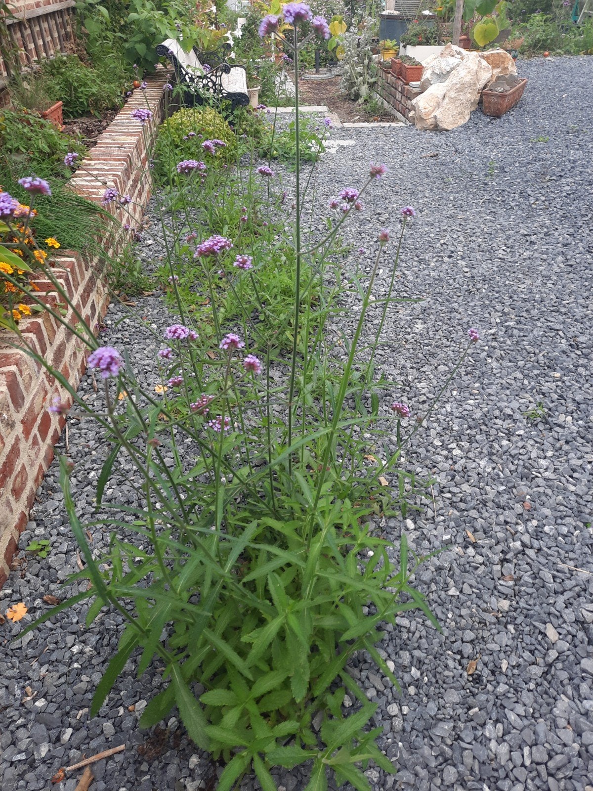 Verbena bonariensis, Tuin en Terras, Ophalen, Herfst, Vaste plant, Overige soorten