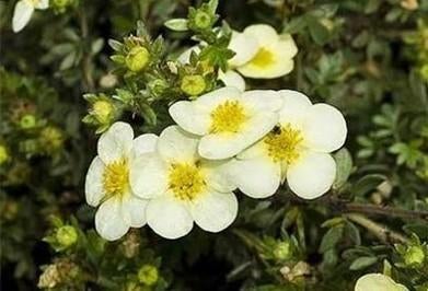Potentilla fruticosa "primrose beauty" (struikganzerik), Jardin & Terrasse, Plantes | Arbustes & Haies, Enlèvement, Autres espèces