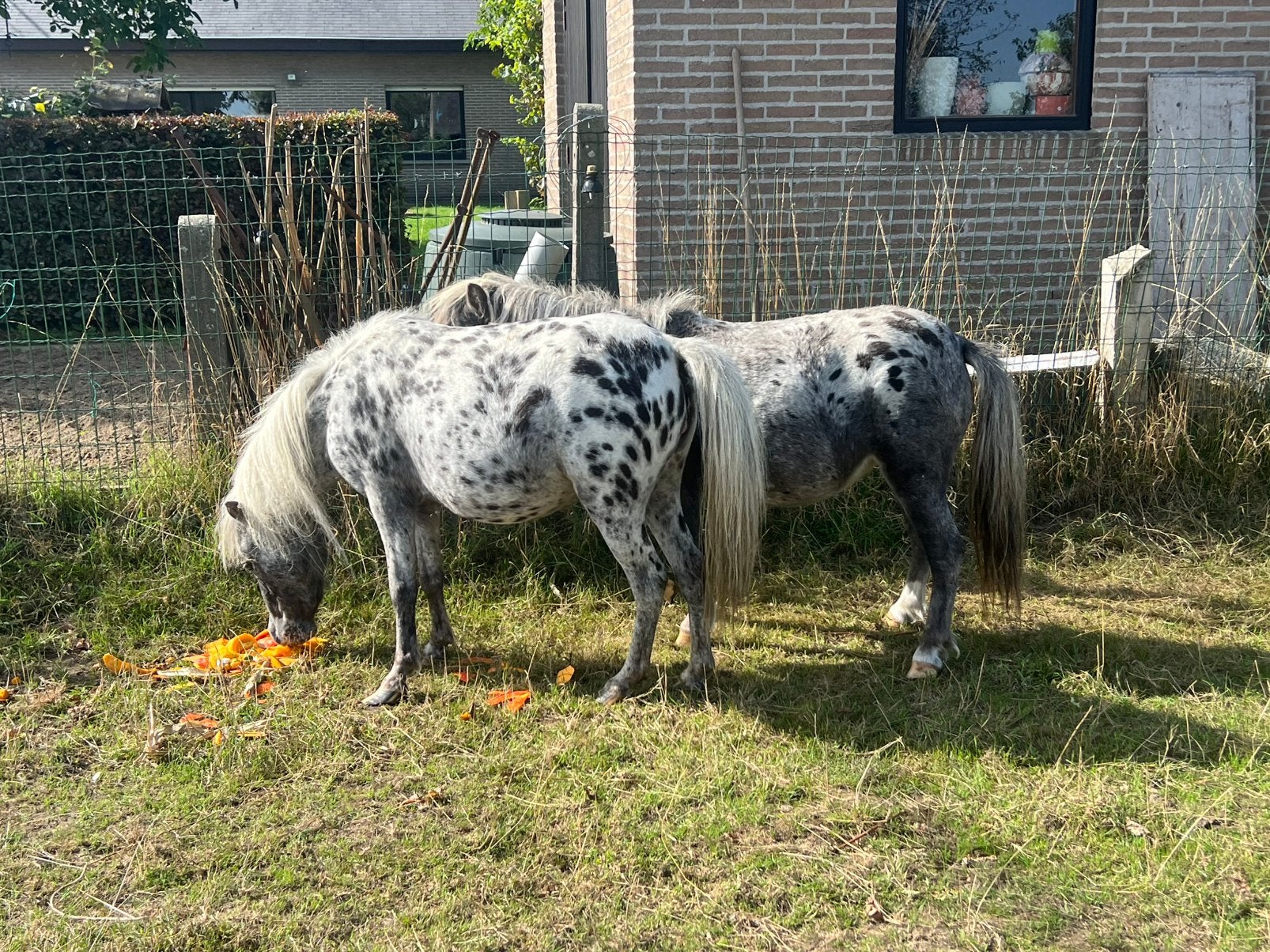 Unieke appaloosa ponys, Avec puce électronique, Poney de récréation, Poney A (jusqu'à 1.17 m), Ne s'applique pas