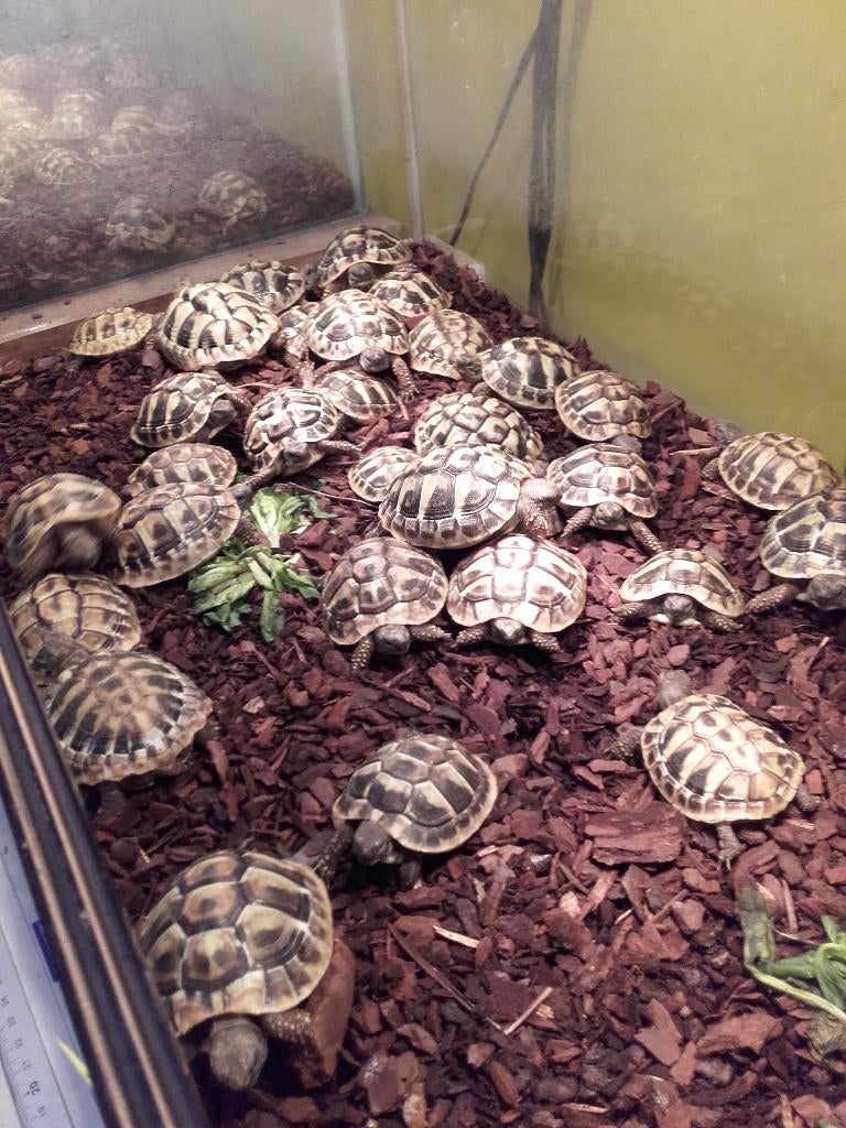 Tortues terrestres grecques 85€, Animaux & Accessoires, Reptiles & Amphibiens, Tortue, 3 à 6 ans