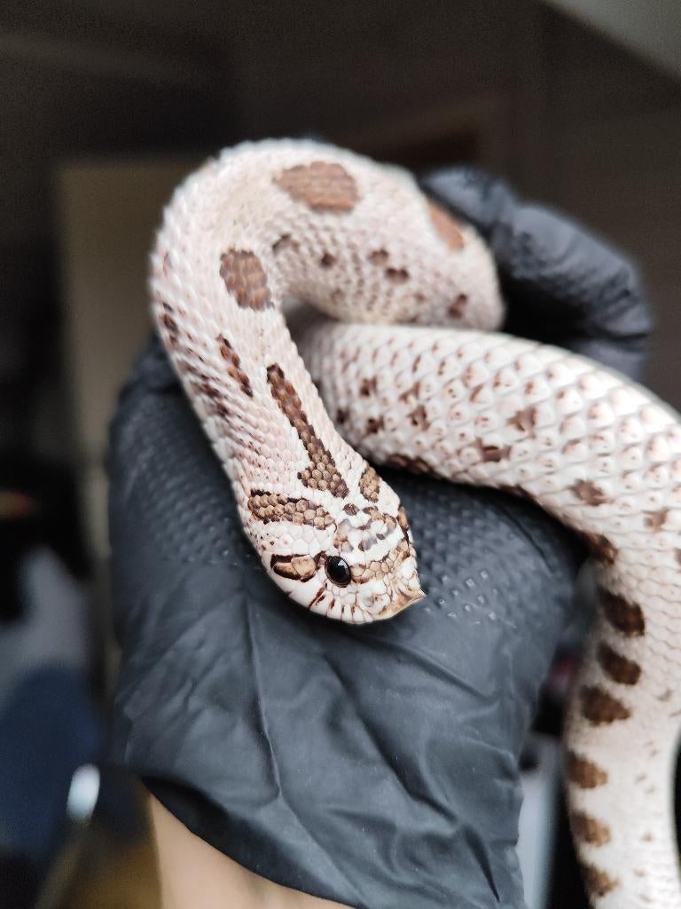 0.1 Heterodon nasicus het. albino, Serpent, Domestique, 3 à 6 ans