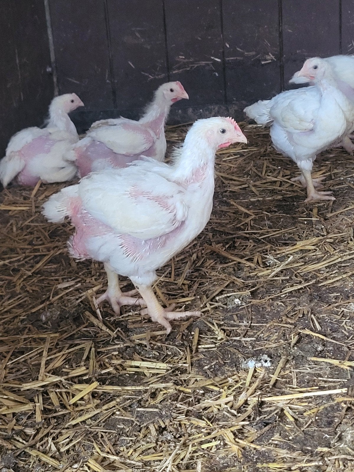 Poulets à griller Ross 308, Plusieurs animaux, Poule ou poulet