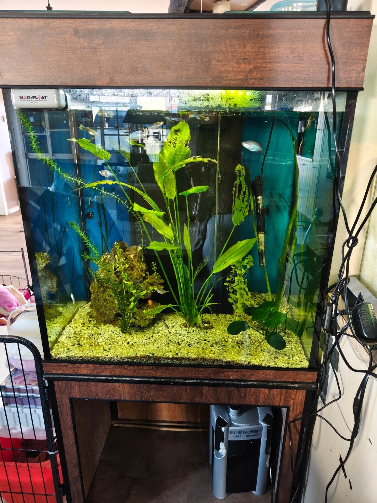 Volledig aquarium, Animaux & Accessoires, Enlèvement