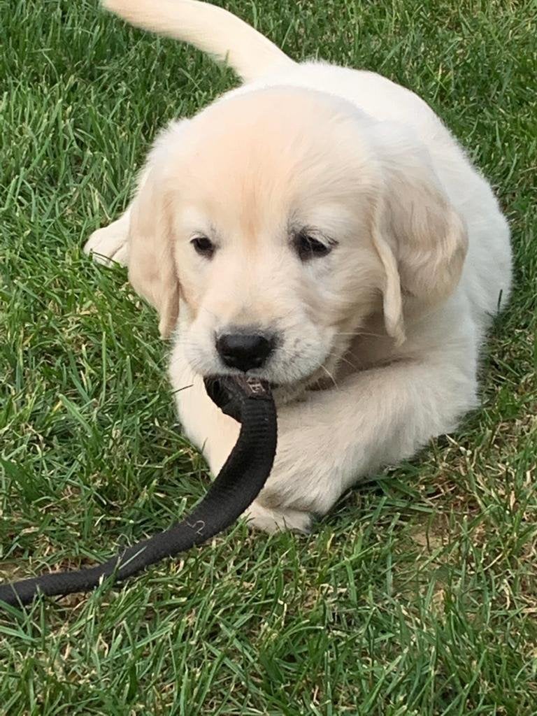 Golden retriever pups, België, Fokker | Hobbymatig, 8 tot 15 weken, Meerdere