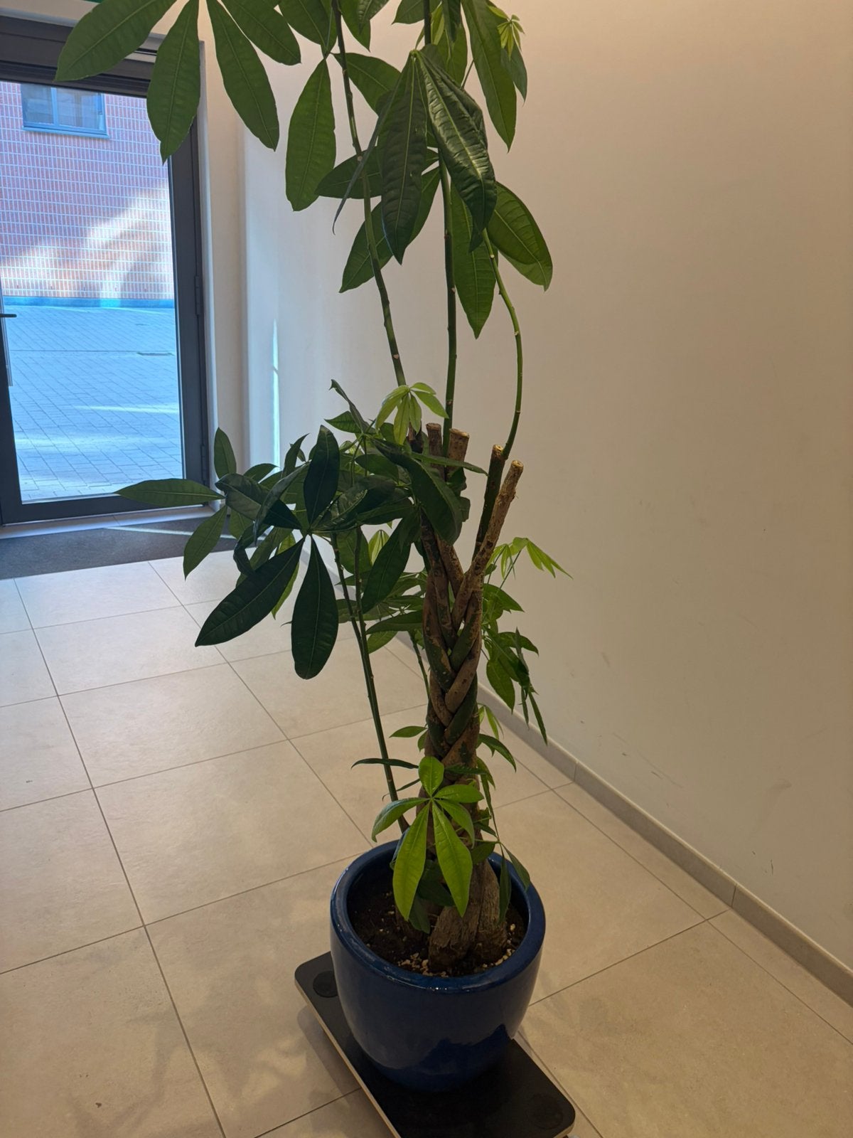 Plante, Enlèvement