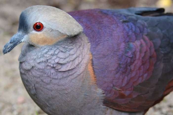 Diverse exotische duiven, Dieren en Toebehoren, Vogels | Overige Vogels, Tropenvogel, Meerdere dieren