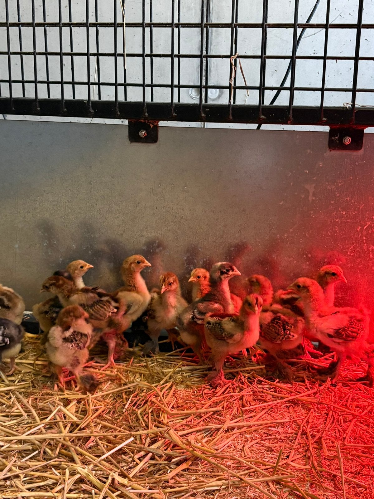 Brahma goudpatrijs kuikens, Dieren en Toebehoren