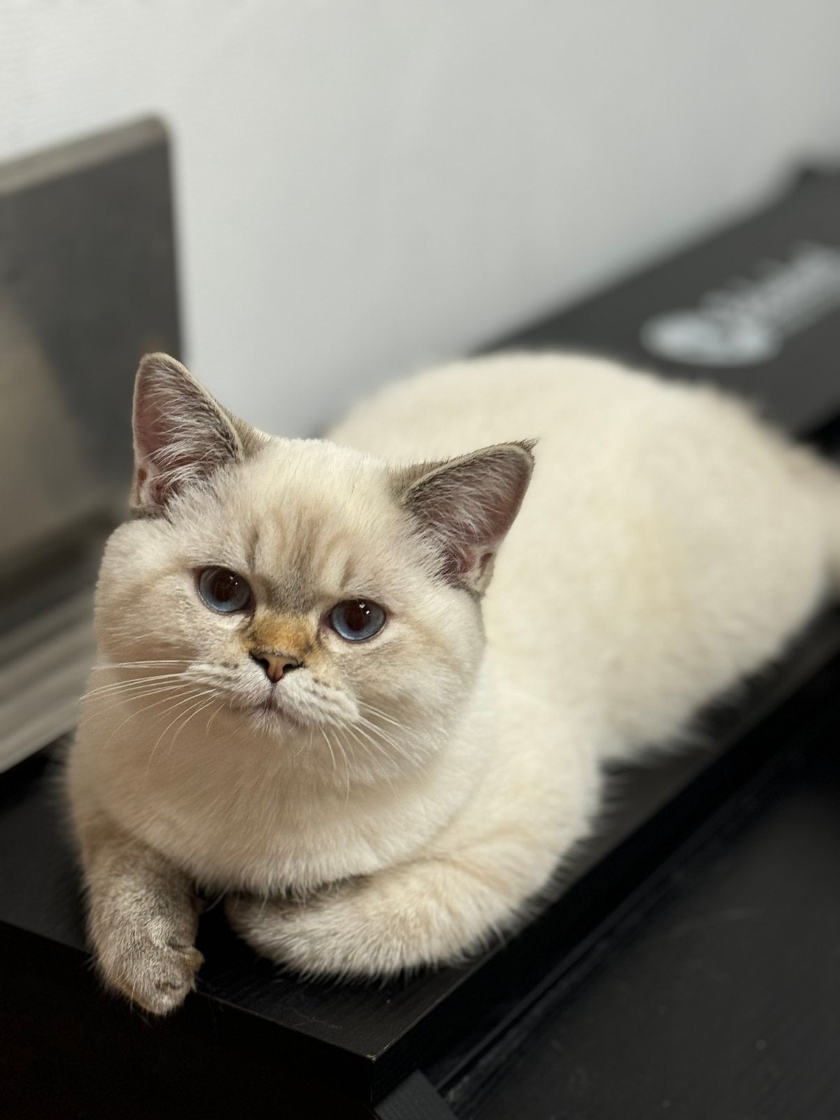 kitten, Chat, Avec puce électronique, 0 à 2 ans
