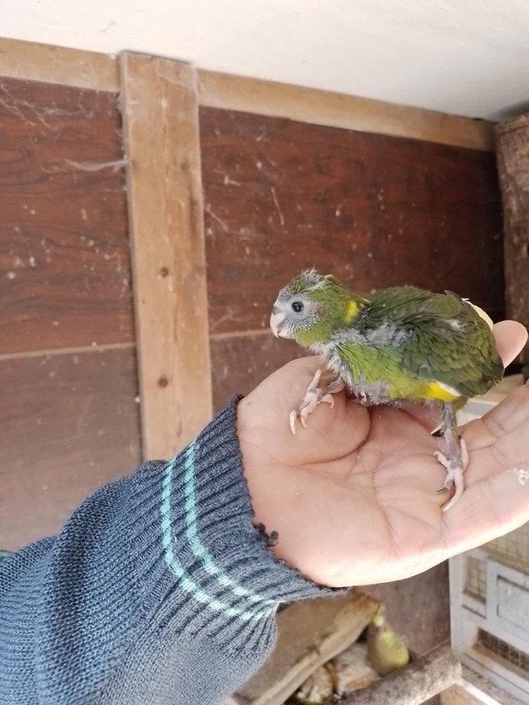 kakeriki, Animaux & Accessoires, Oiseaux | Perruches & Perroquets, Plusieurs animaux, Perruche, Domestique