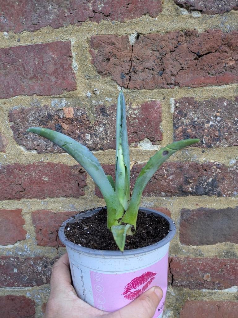 Agave plant, Ophalen, Vaste plant, Overige soorten, Volle zon