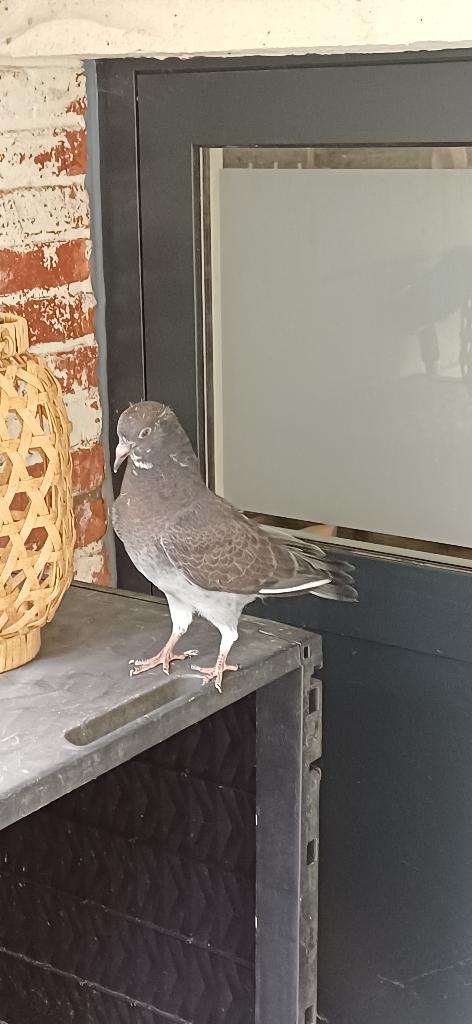 Jong duif, Dieren en Toebehoren, Vogels | Duiven, Vrouwelijk, Postduif