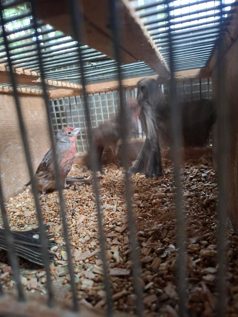 Mexicaanse roodmussen 15euro stuk   25euro koppel  rode, Dieren en Toebehoren, Vogels | Kanaries