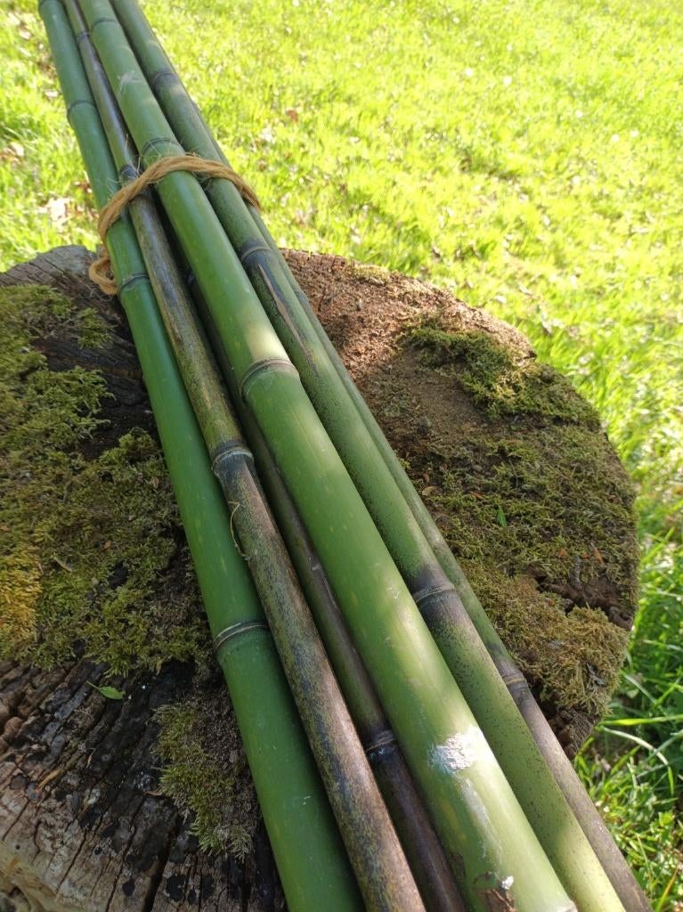 Bamboe stokken  voor serre constructie & andere, Tuin en Terras, Overkappingen, Ophalen, Nieuw, Overige typen