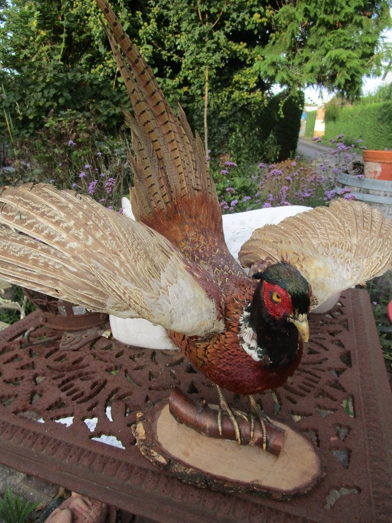 fazant taxidermie, Ophalen