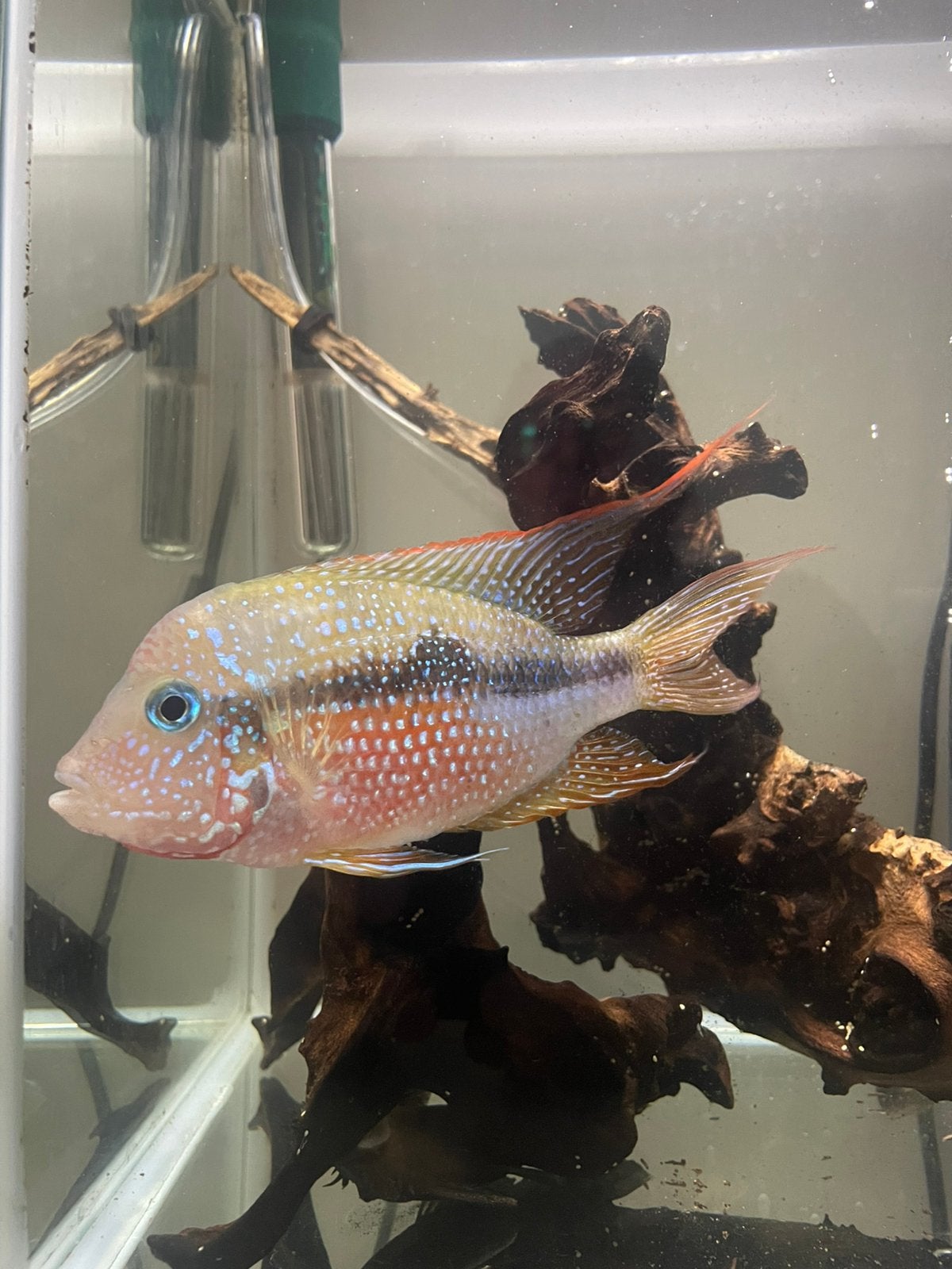 Mannelijke mooie vis, Dieren en Toebehoren, Vissen | Aquariumvissen, Vis