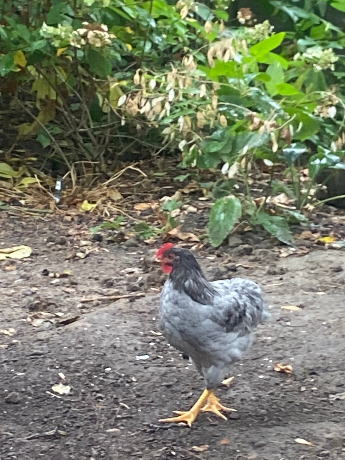 Blauwe wyandotte haan, Dieren en Toebehoren, Pluimvee