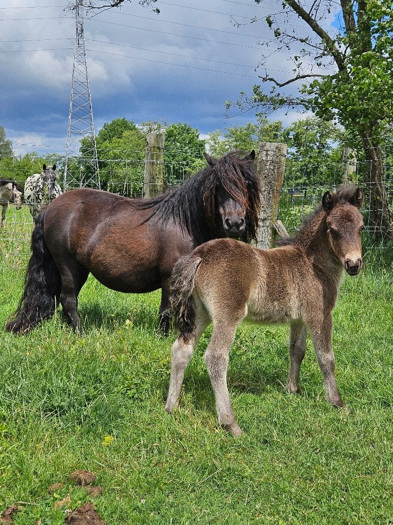 Grote stamboekshetlander met veulen, Dieren en Toebehoren, Merrie, Met stamboom, 0 tot 2 jaar