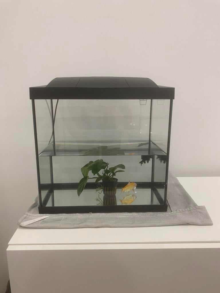 Aquarium met 2 goudvissen te koop, Enlèvement ou Envoi, Comme neuf