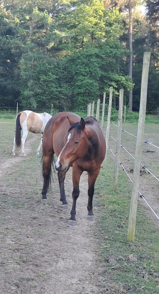 GEZOCHT, Dieren en Toebehoren, Paarden, Ruin