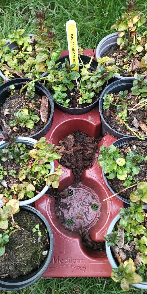 Eau de Cologne à la menthe, Enlèvement ou Envoi, Herbes, Été, Plante fixe