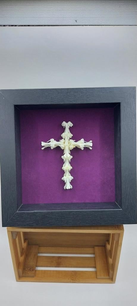 Crucifix en vertèbres curiosités, Enlèvement ou Envoi